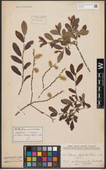 Foto von Salix aurita L. x Salix purpurea L.